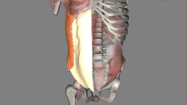 外側のオブリュック筋肉は リブの下半分から骨盤まで伸びる最も外側の腹筋の1つです — ストック動画