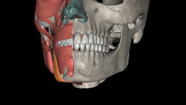 心绞痛是一对三角肌肉 从下颌骨的精神结节延伸到嘴巴的角度 — 图库视频影像