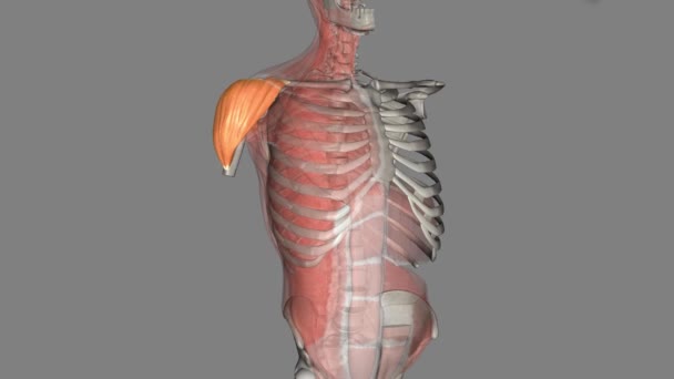 Deltoid肌肉是一种三角形的大肌肉 位于膝关节上方 肩部呈圆形 — 图库视频影像