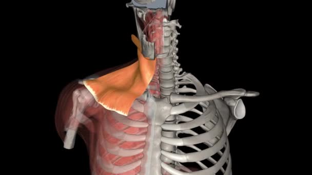 Músculo Platysma Músculo Superficial Del Cuello Humano Que Solapa Con — Vídeos de Stock