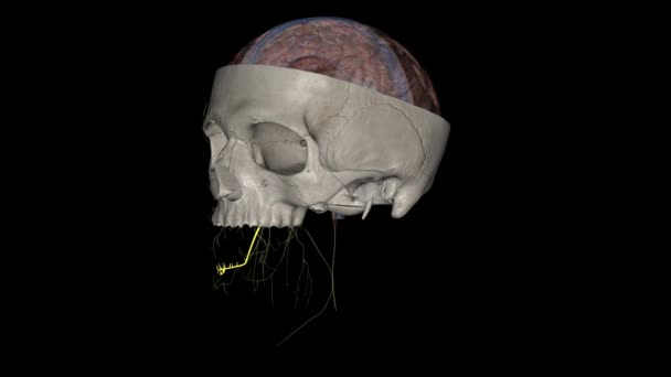 Нижній Альвеолярний Нерв Гілкою Плечового Нерва — стокове відео