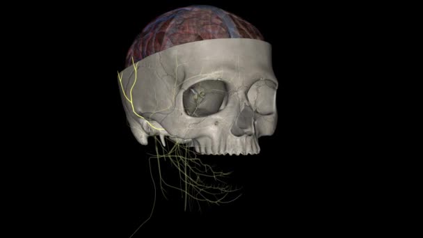 オーロケオトカル神経は頭蓋神経5の義務的な分裂の支流であり トリネマティック神経である — ストック動画