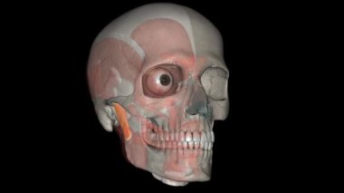Keresteler, metakarpophalangeal eklemleri esneten elin derin kaslarıdır. .