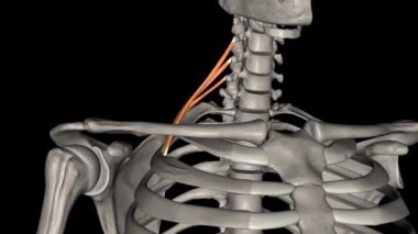 Scalenus posterior pulen kaslarının en küçüğüdür. .