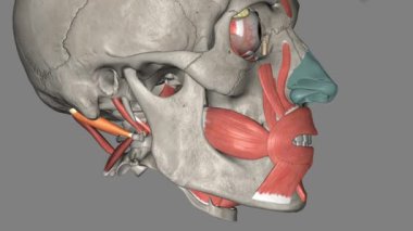 Obliquus capitis superior, veya daha üst boyun bölgesinde bulunan küçük bir çift kas türüdür.,