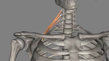 Scalenus posterior pulen kaslarının en küçüğüdür. .