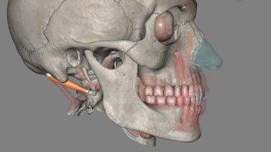 Obliquus capitis superior, veya daha üst boyun bölgesinde bulunan küçük bir çift kas türüdür.,