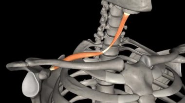 Omohyoid kası boyundaki bir kastır. Bu infrahyoid kaslardan biri. .