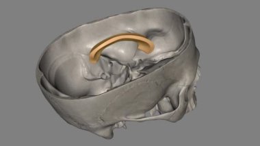 Corpus callosum beynin sol tarafını sağ tarafa bağlar, her iki taraf da yarım küre olarak bilinir. .