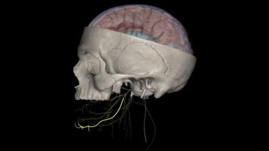 Yüz sinirinin marjinal alt çene dalı, parotid pleksteki parotid bezde bulunan yüz sinirinden (CN VII) doğar..