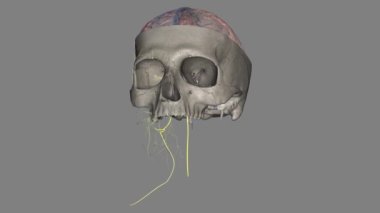 Omurilik aksesuarı tamamen motor bir varlıktır. Hem trapezius hem de sternokleidomastoid kasların sinirlerini bozar. .