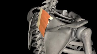 Serratus posterior superior kaburgaları yükseltir ve böylece ilham kaynağı olur. .