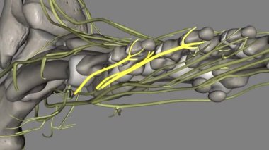 Yanal plantar sinirinin düzgün plantar dijital dalları .