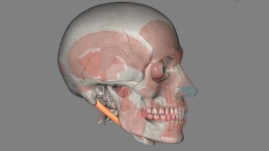 Digastrik, Posterior Yalın Kas 3d