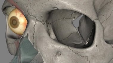 Tüm omurgalılarda bulunan görme duyusu reseptörleri içeren göz küresi, küre biçiminde basit bir kamera gibi yapılandırılmış. .