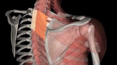 Serratus posterior superior kaburgaları yükseltir ve böylece ilham kaynağı olur. .