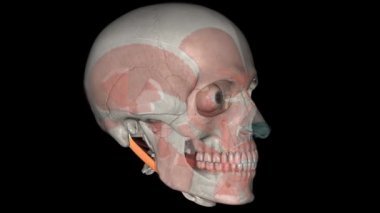 Digastrik, Posterior Yalın Kas 3d