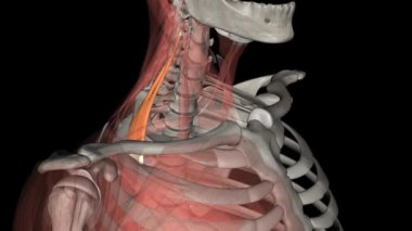 Scalenus posterior pulen kaslarının en küçüğüdür. .