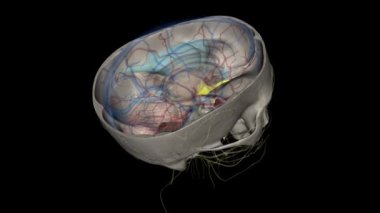 Koku siniri ilk kraniyal sinirdir ve koku alma duyumuzda çok etkilidir..