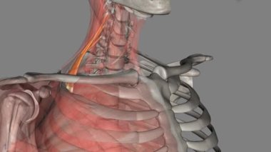 Posterior Scalene. Posterior skalen, en küçük ve en derin pullu kasdır. .