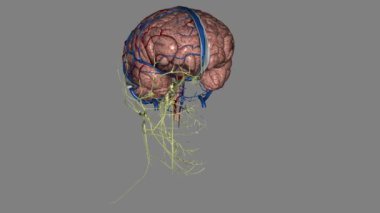 Sinir sistemi beyin, omurilik ve karmaşık bir sinir ağı içerir. .