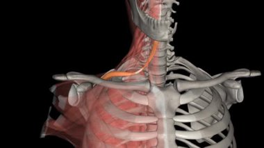 Omohyoid kası boyundaki bir kastır. Bu infrahyoid kaslardan biri. .