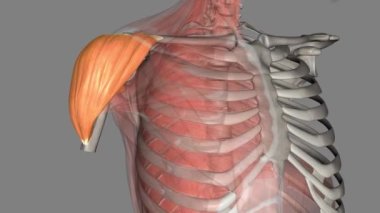 Deltoid kas, glenohumeral eklem üzerinde uzanan ve omuza yuvarlak konturunu veren büyük üçgen şekilli bir kasdır.