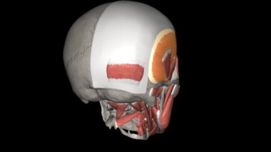 Temporalis kası, kafatasının zamansal fossa içinde bulunan, fan şeklinde ince bir kasdır..