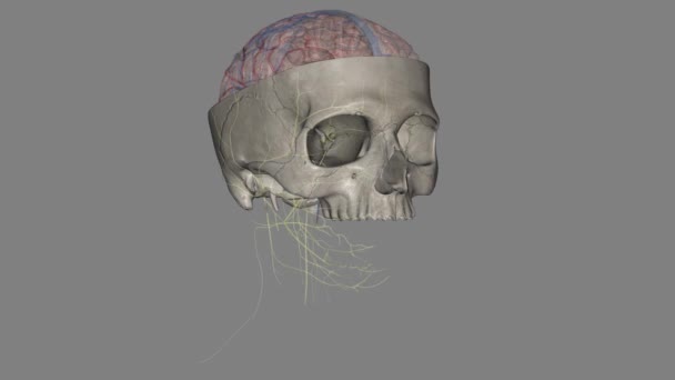 Cerebro Cráneo Sección — Vídeos de Stock
