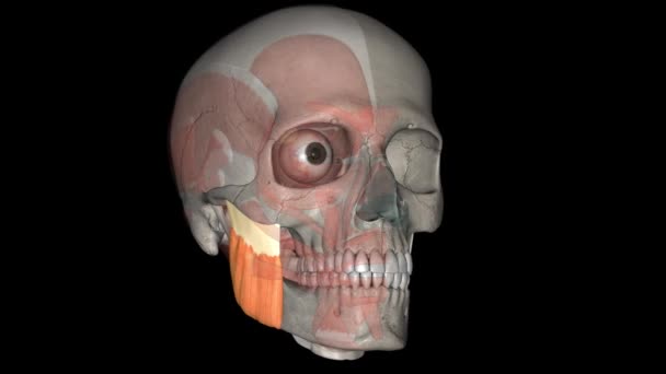 Masseter One Muscles Mastication — Stock Video