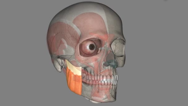Masseter One Muscles Mastication — Stock Video