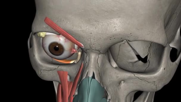 Inferior Oblique Muscle Externally Rotates Elevates Abducts Eye — Stock Video