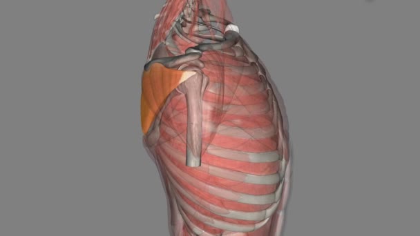 Infraspinatus Thick Triangular Muscle Occupies Much Infraspinous Fossa Scapula — Stock Video