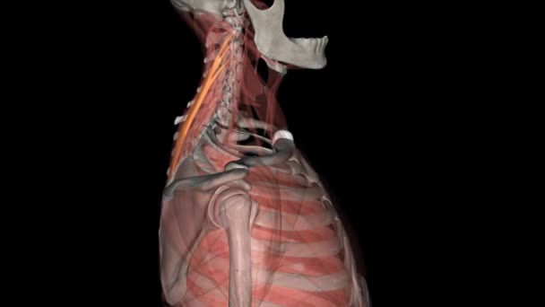颈椎是颈后侧方的一对扁平弓形肌肉 — 图库视频影像