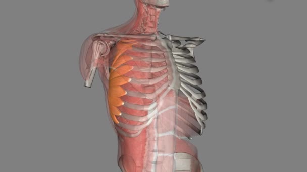 锯齿前部是前胸壁的肌肉 它形成了腋窝区域的内侧边界 — 图库视频影像