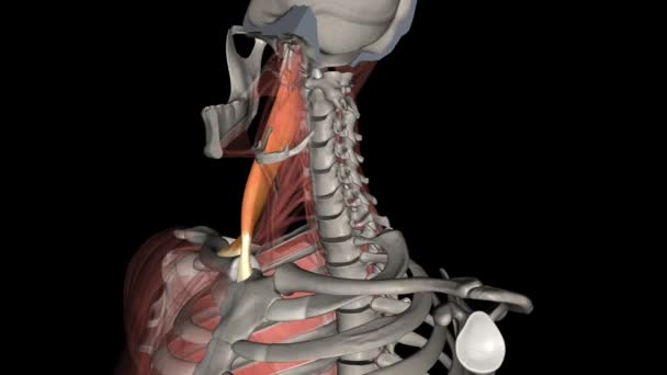 ステロイドマトイド筋肉は 最大かつ最も表面的な子宮頸部筋の一つです — ストック動画