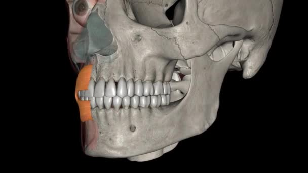 在人体解剖学中 食球肌肉是包围口腔的嘴唇肌肉的复杂 — 图库视频影像
