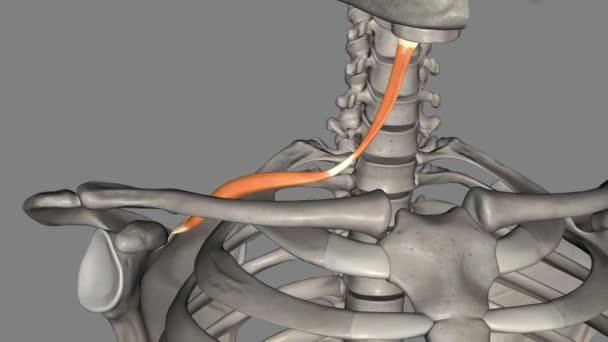 オモヨイドの筋肉は首の筋肉です インプラヨイドの筋肉の一つです — ストック動画