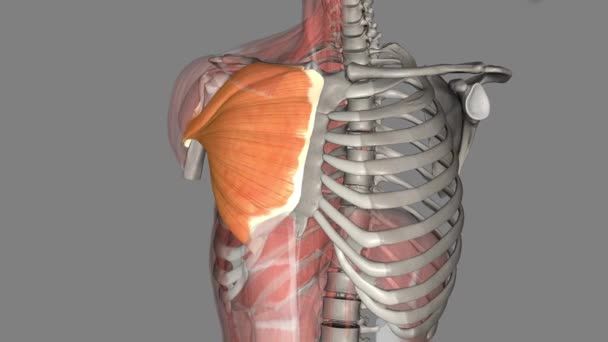 胸大肌是胸部前壁上最大的肌肉 — 图库视频影像