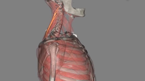 スプレニウス子宮は首の後方側面の平らな弓形の筋肉である — ストック動画