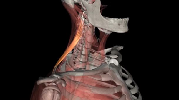 レベーターのスカプラエは 脊椎のコラムに上肢を接続する後部軸天文筋です — ストック動画