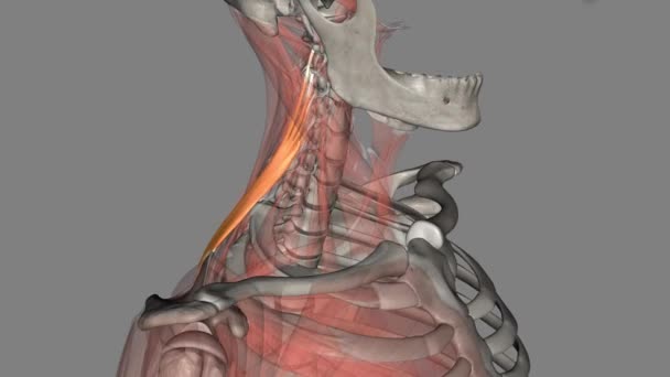 Levatore Scapole Muscolo Posteriore Axio Appenduculare Che Collega Arto Superiore — Video Stock