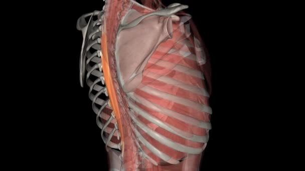 脊柱胸骨属于立柱的内侧柱 被称为脊柱肌肉 — 图库视频影像