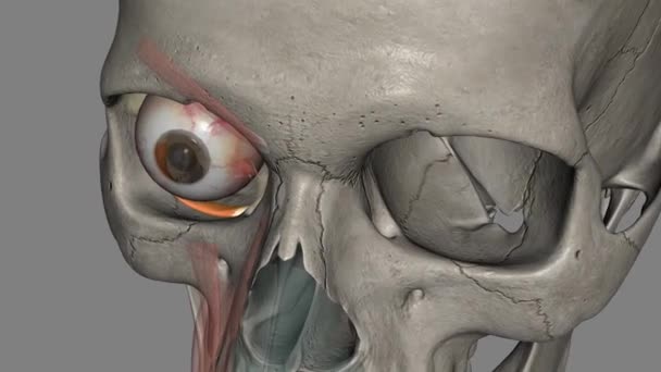 Inferior Oblique Muscle Externally Rotates Elevates Abducts Eye — Stock Video