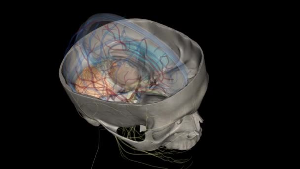 Mózg Jest Główną Cechą Mózgu Tylnego Wszystkich Kręgowców — Wideo stockowe