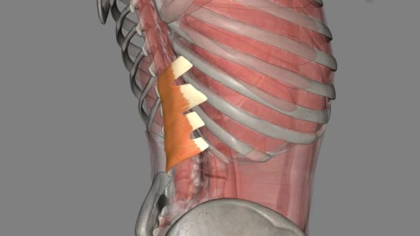后部的锯齿状后部将下肋骨向后和向下拉 以帮助躯干的旋转和伸展 — 图库视频影像