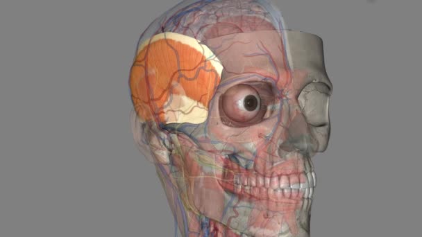 Temporalis Músculo Ancho Forma Abanico Ubicado Cada Lado Del Cráneo — Vídeos de Stock