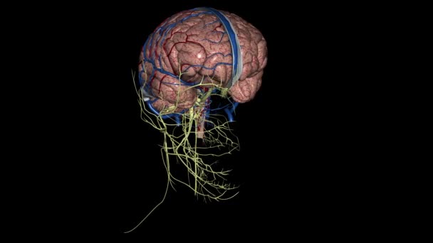 神经系统包括大脑 脊髓和复杂的神经网络 — 图库视频影像