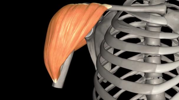 Mușchiul Deltoid Este Mușchi Mare Formă Triunghiulară Care Află Peste — Videoclip de stoc