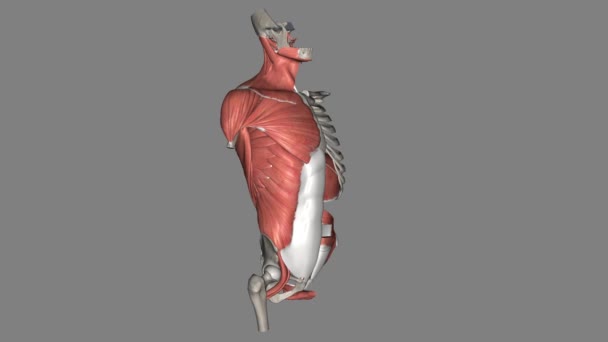 前トランクの筋肉は トランクのアテロラド部分を覆い 胸部のケージと骨盤の骨組みに取り付けます — ストック動画